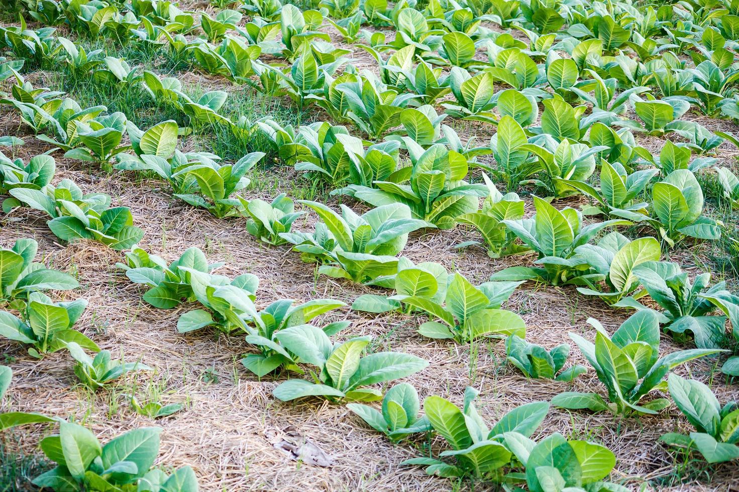 tobacco field close up photo