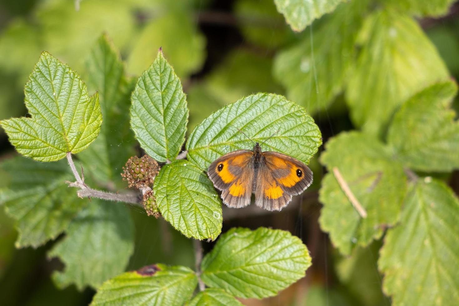 The Gatekeeper or Hedge Brown butterfly resting on a leaf photo