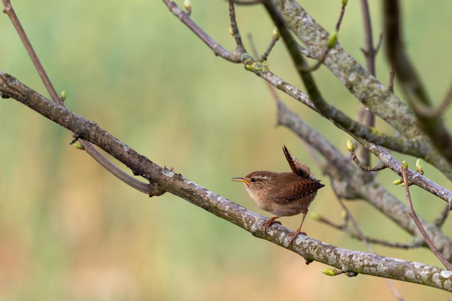 diminuto reyezuelo posado en un árbol en primavera foto