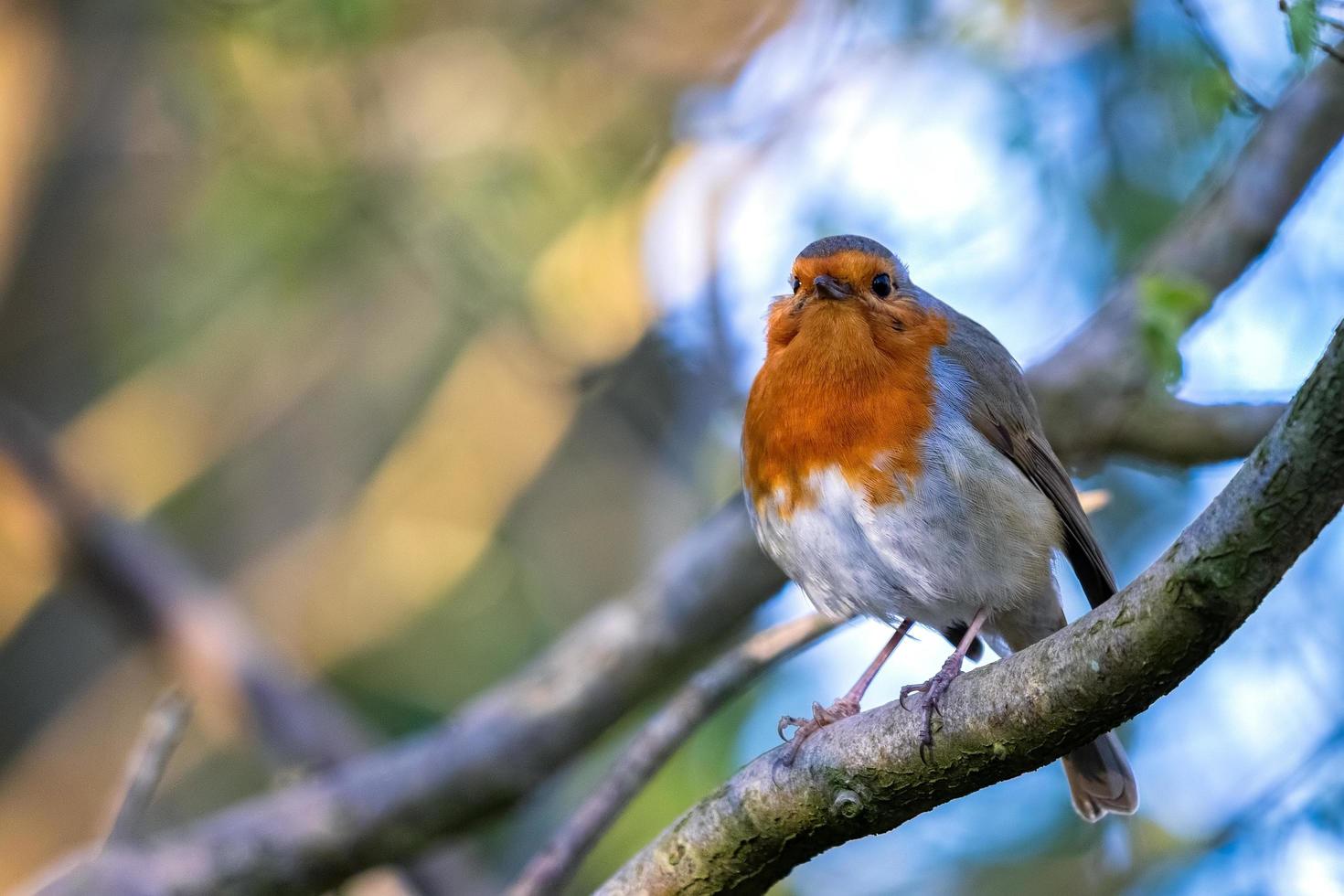 Robin mirando alerta en un árbol en un día de primavera foto