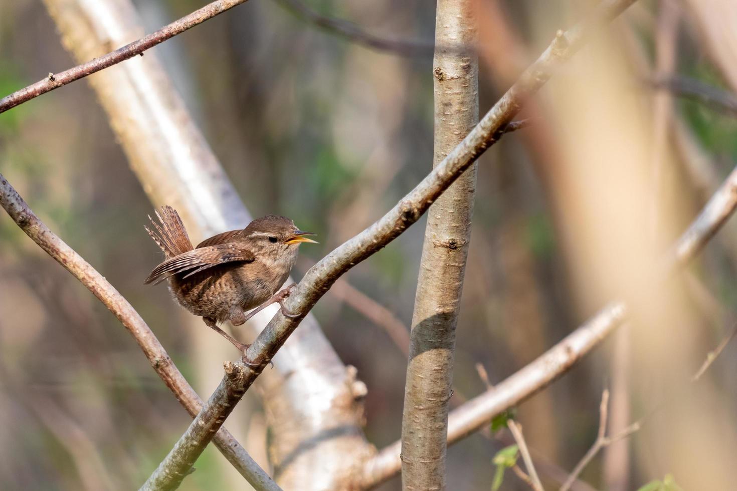 Tiny Wren perched in a tree in springtime photo