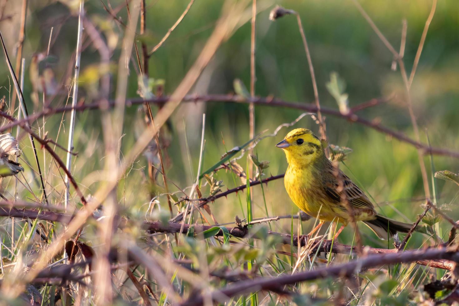 Yellowhammer in the brambles enjoying the morning sunshine photo