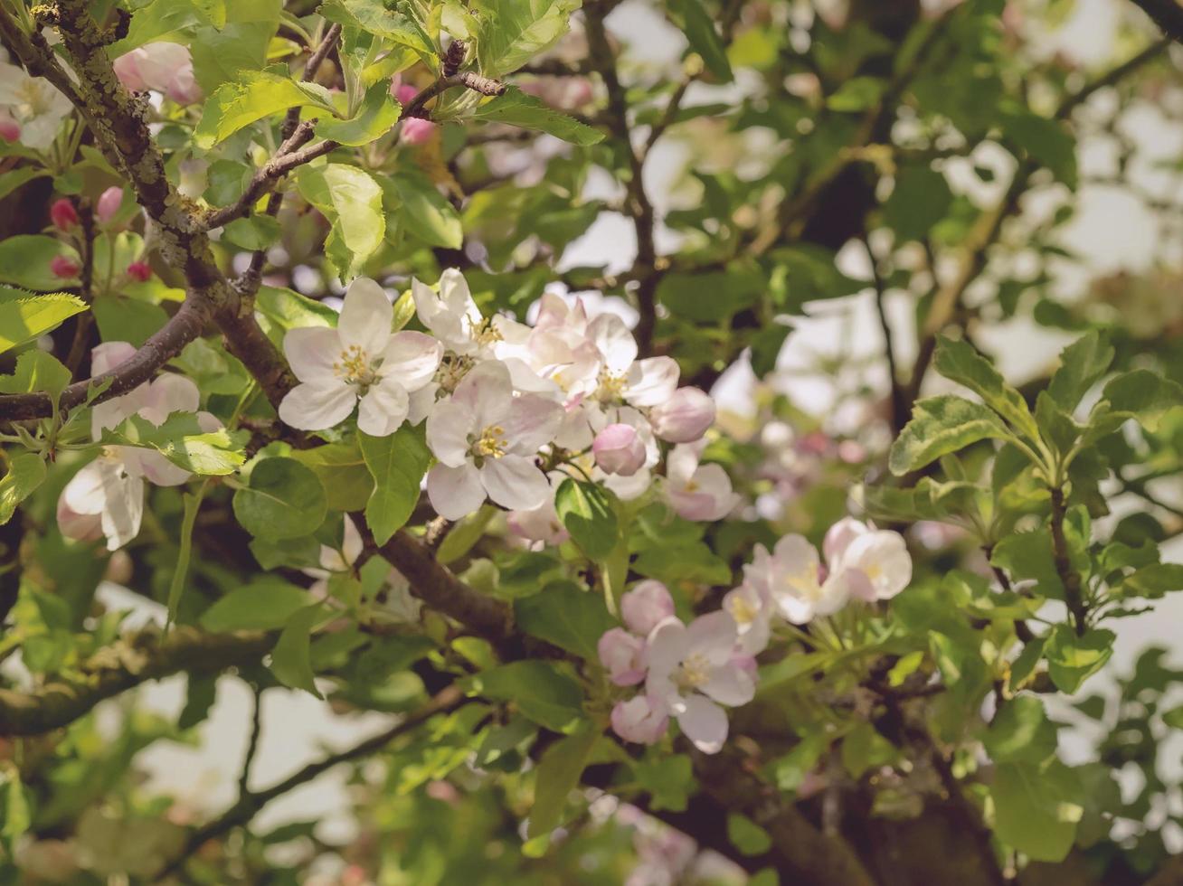 Pink apple blossom on a tree branch photo