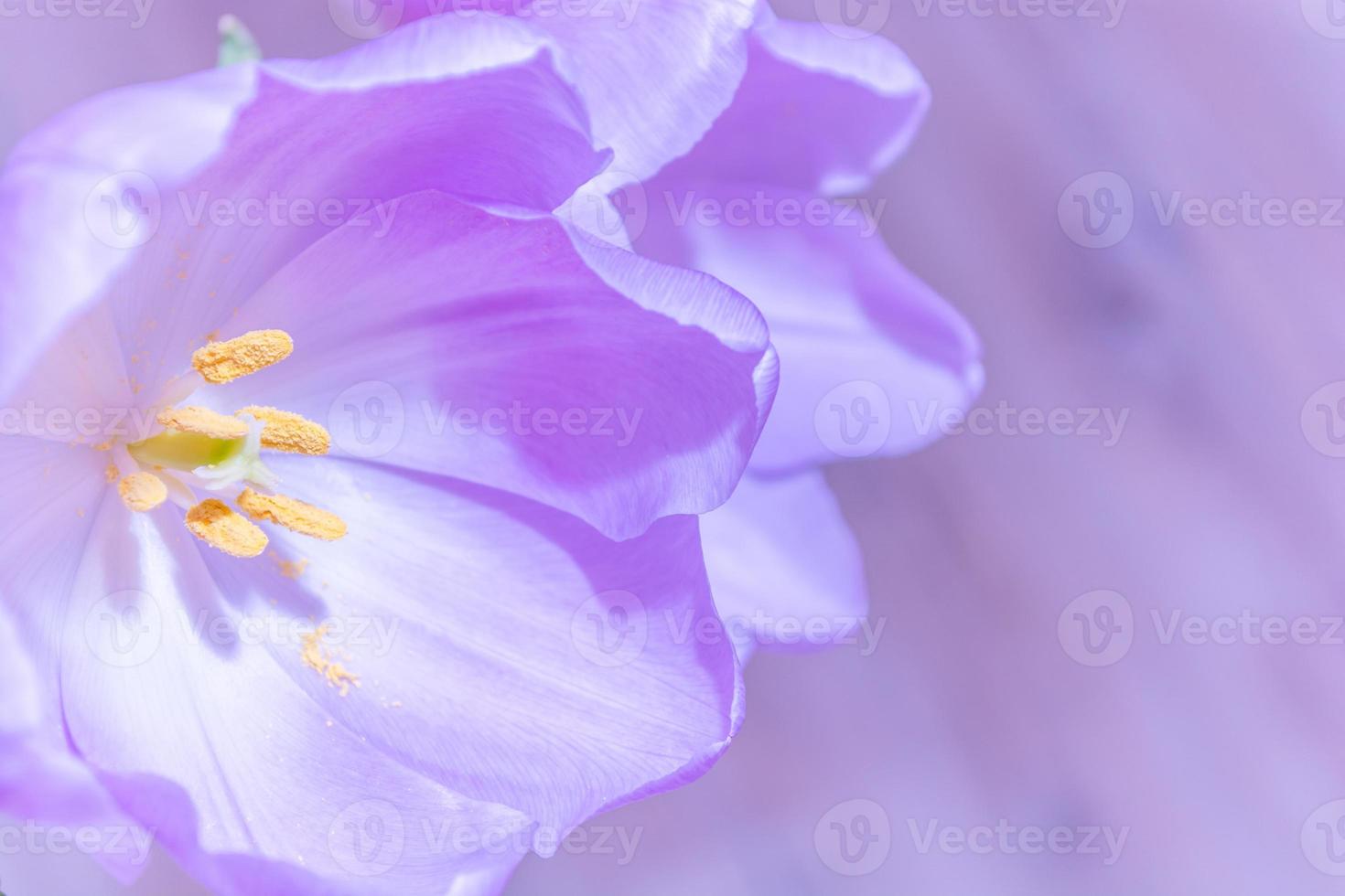 Lilac tulips close-up on a lilac background. Spring holiday banner photo