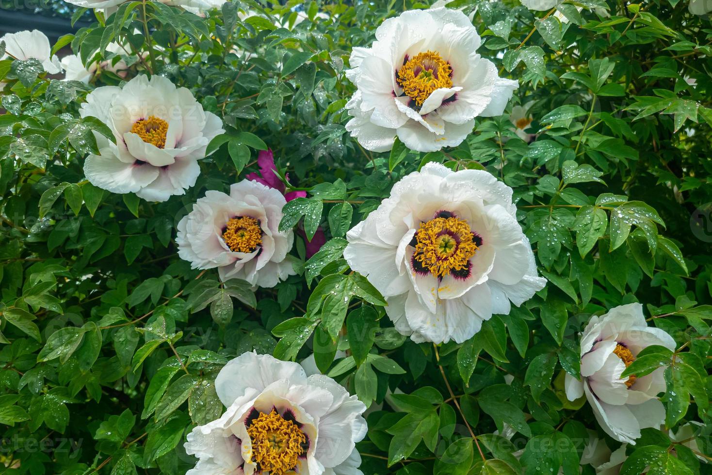 Tree peony. Luxurious flowering green bush. The flowers are white photo