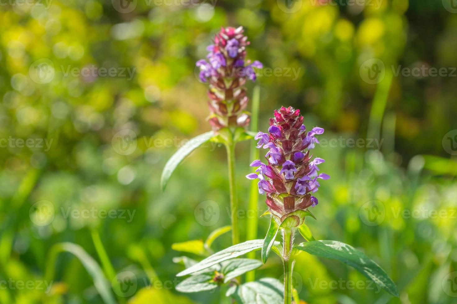 Betonica officinalis, a perennial herbaceous plant. Medicinal plants and herbs, botany. photo