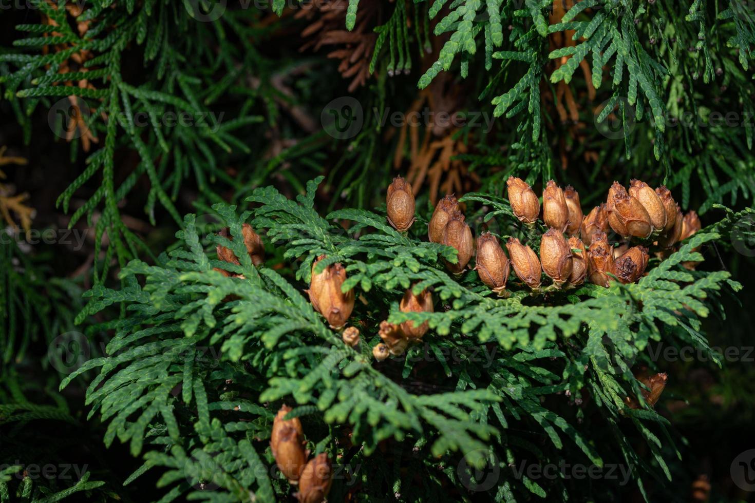 Ripe thuja seeds on a green branch photo