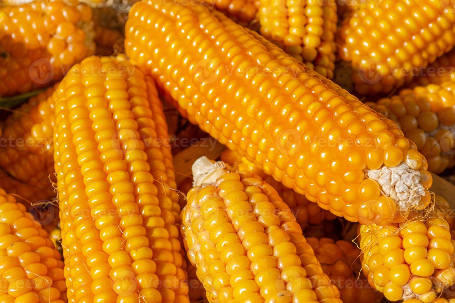 Ripe yellow corn on the cob on a pile. Harvest. Agriculture photo