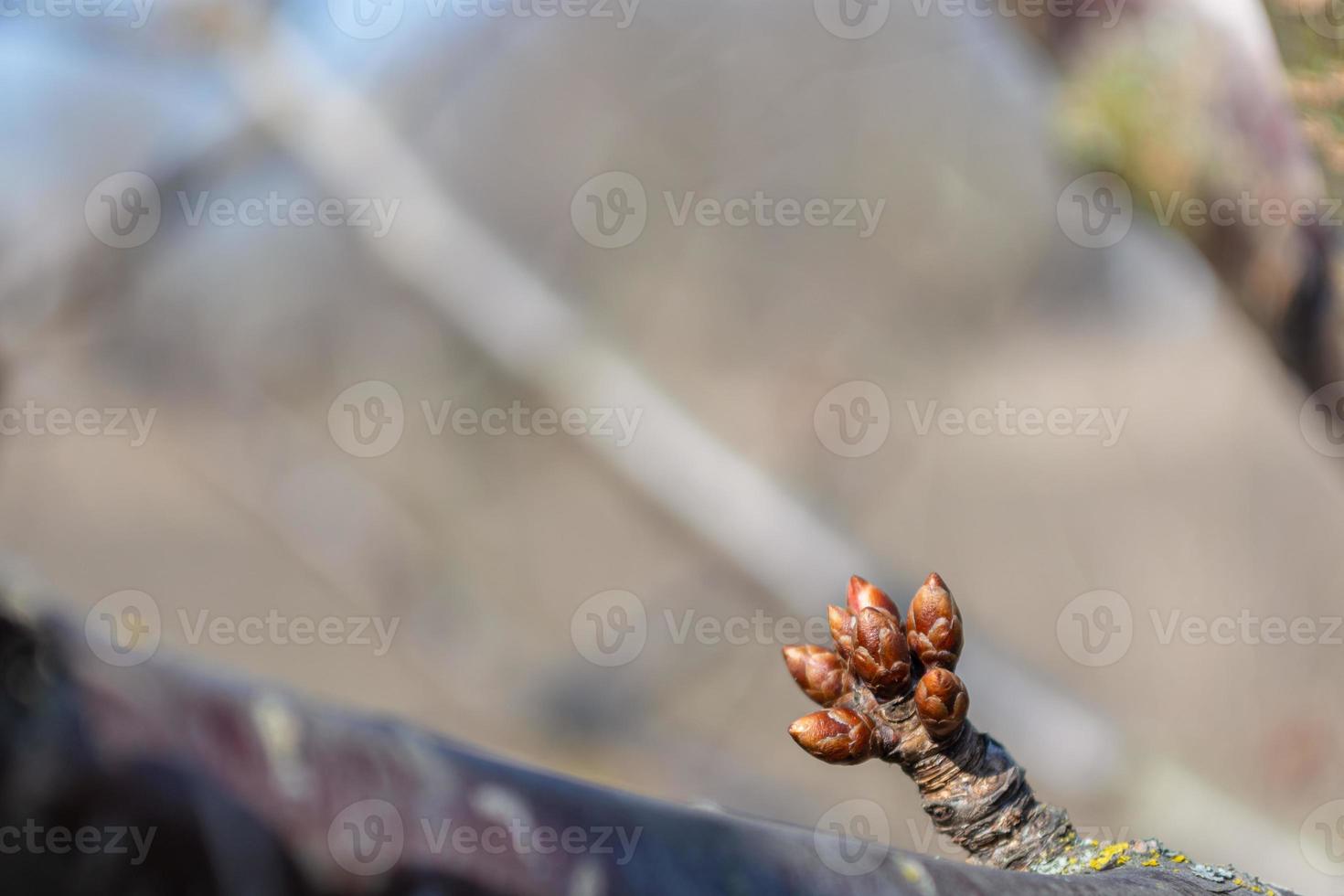 pequeños capullos de cereza sin soplar en una rama. tema de primavera foto