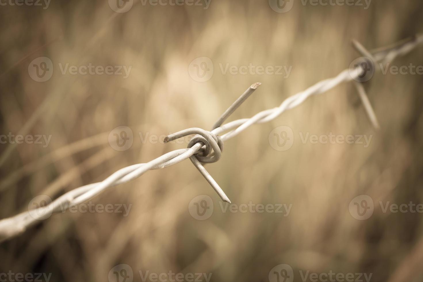 Barbed wire fence and green field closeup photo