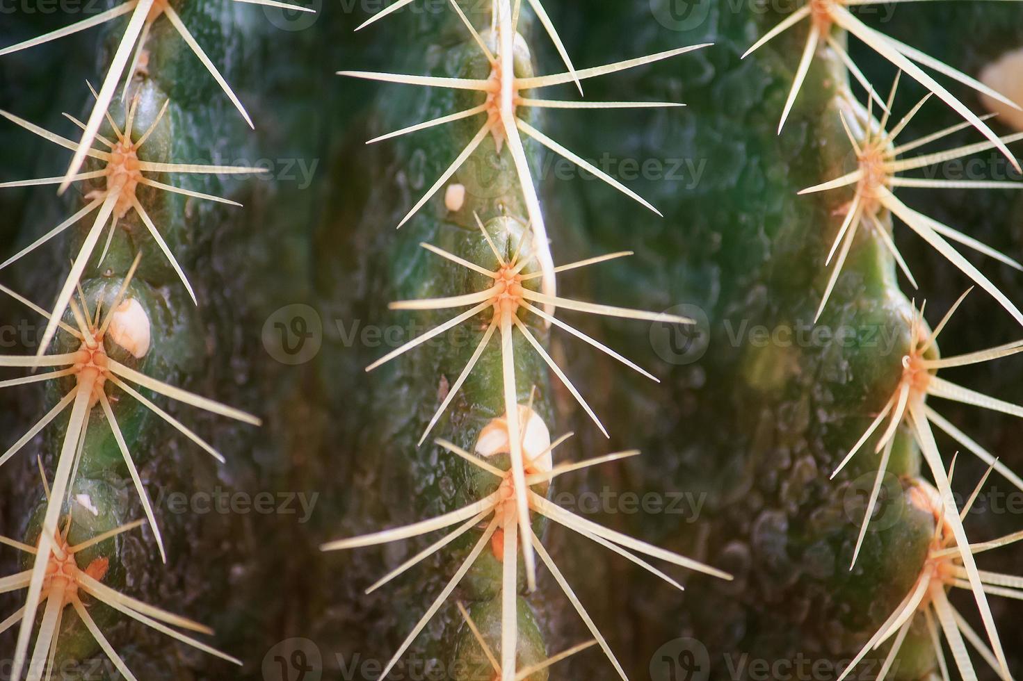 Close up cactus with long thorns photo