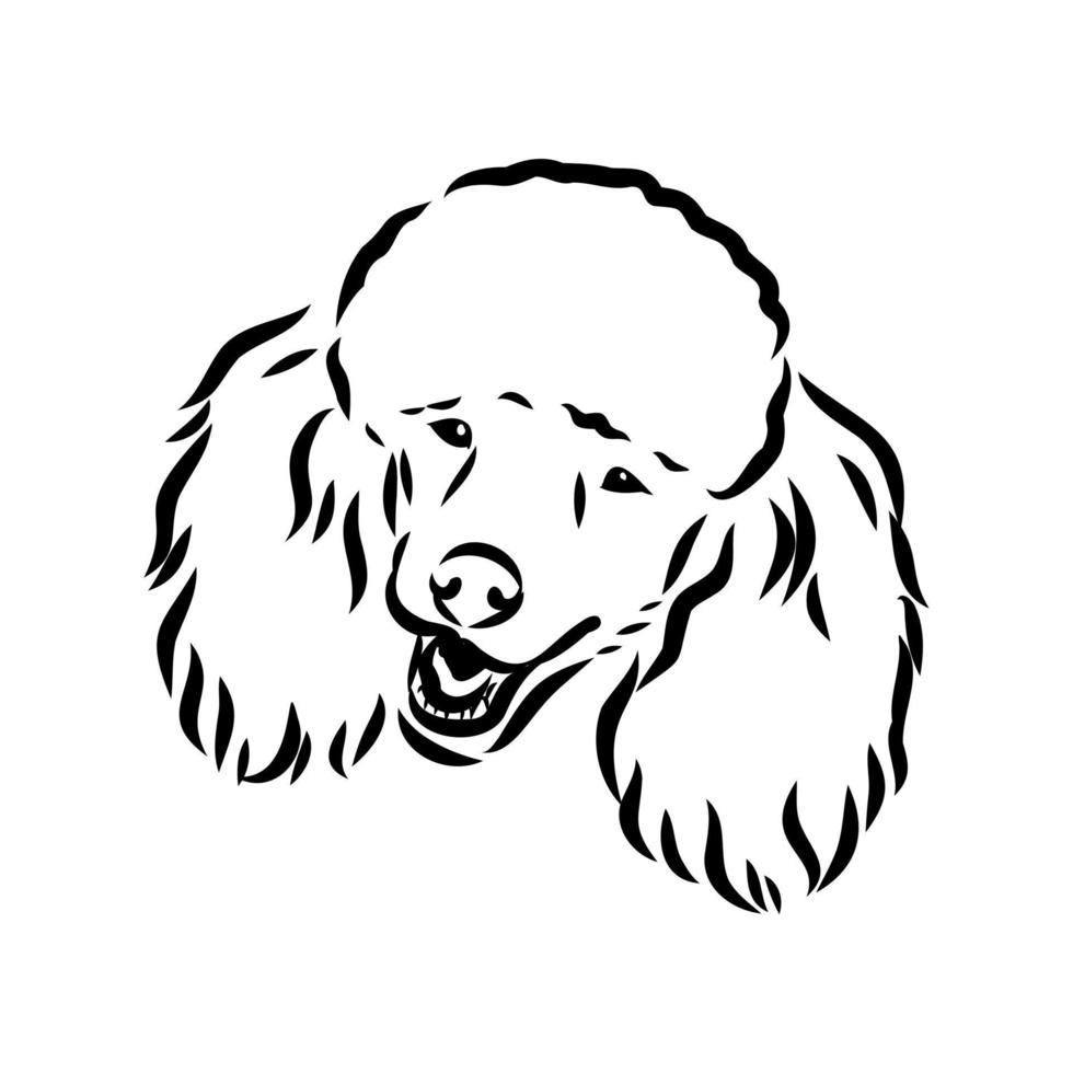 dibujo vectorial de perro caniche vector