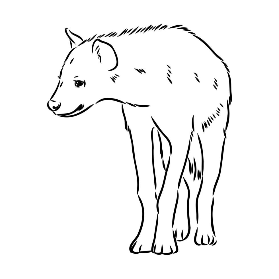 hyena vector sketch