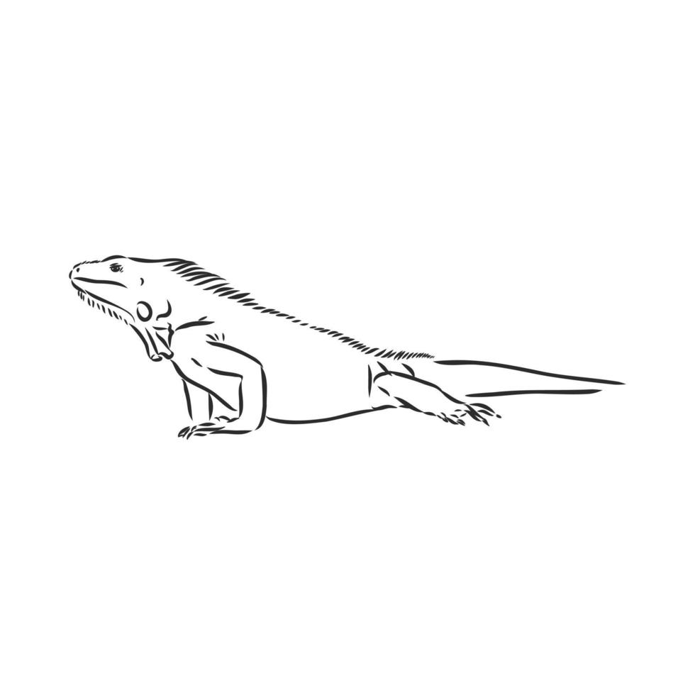 dibujo vectorial de iguana vector