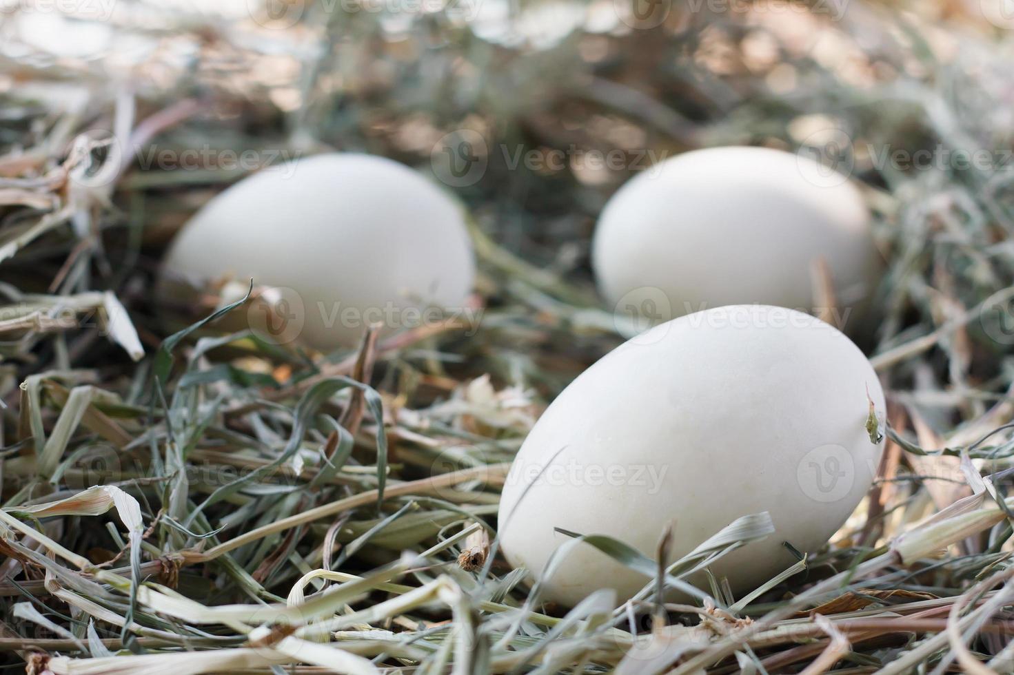 huevos en el nido foto