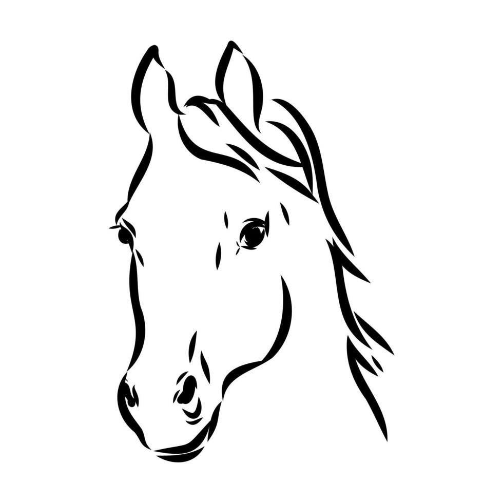 arab horse vector sketch