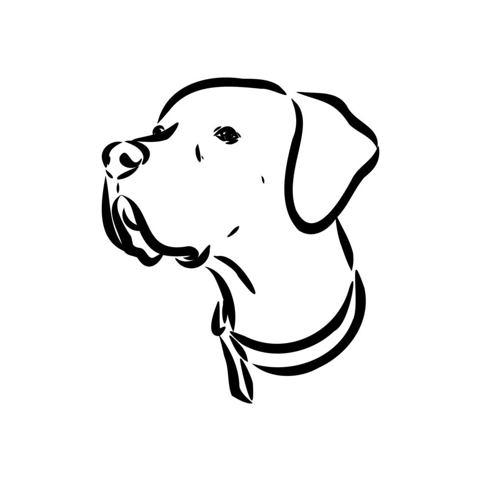 pointer dog vector sketch