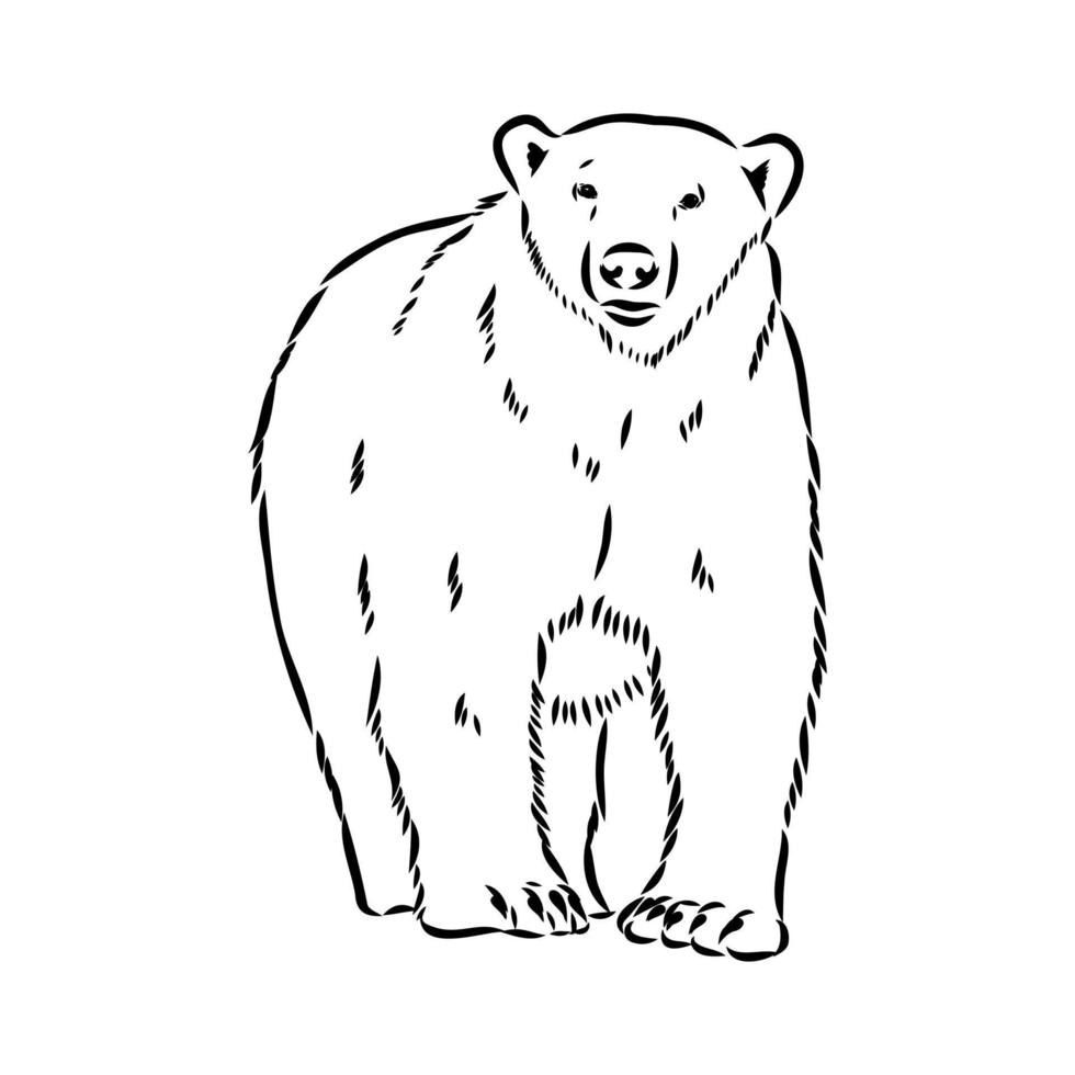 bosquejo del vector del oso polar