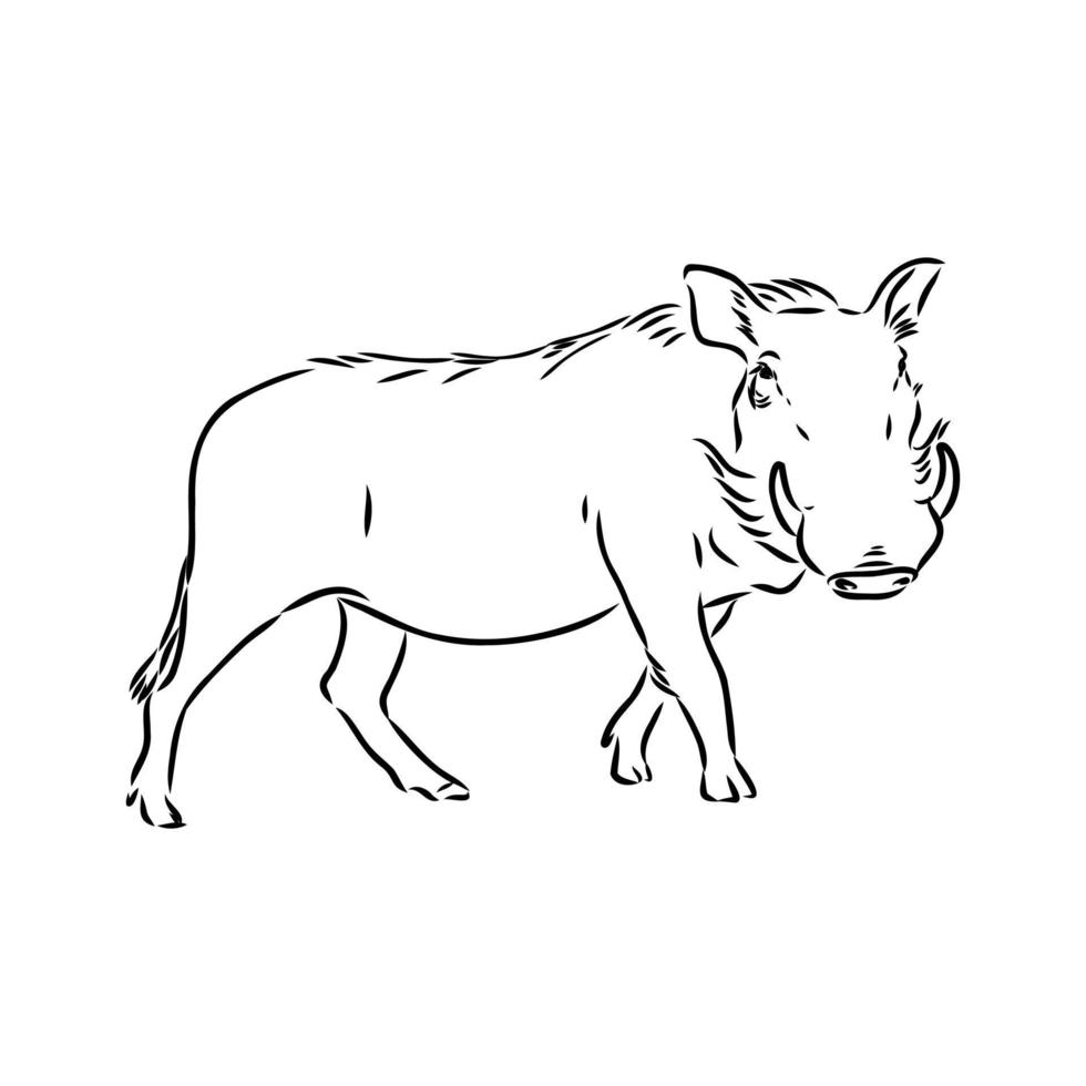 warthog vector sketch