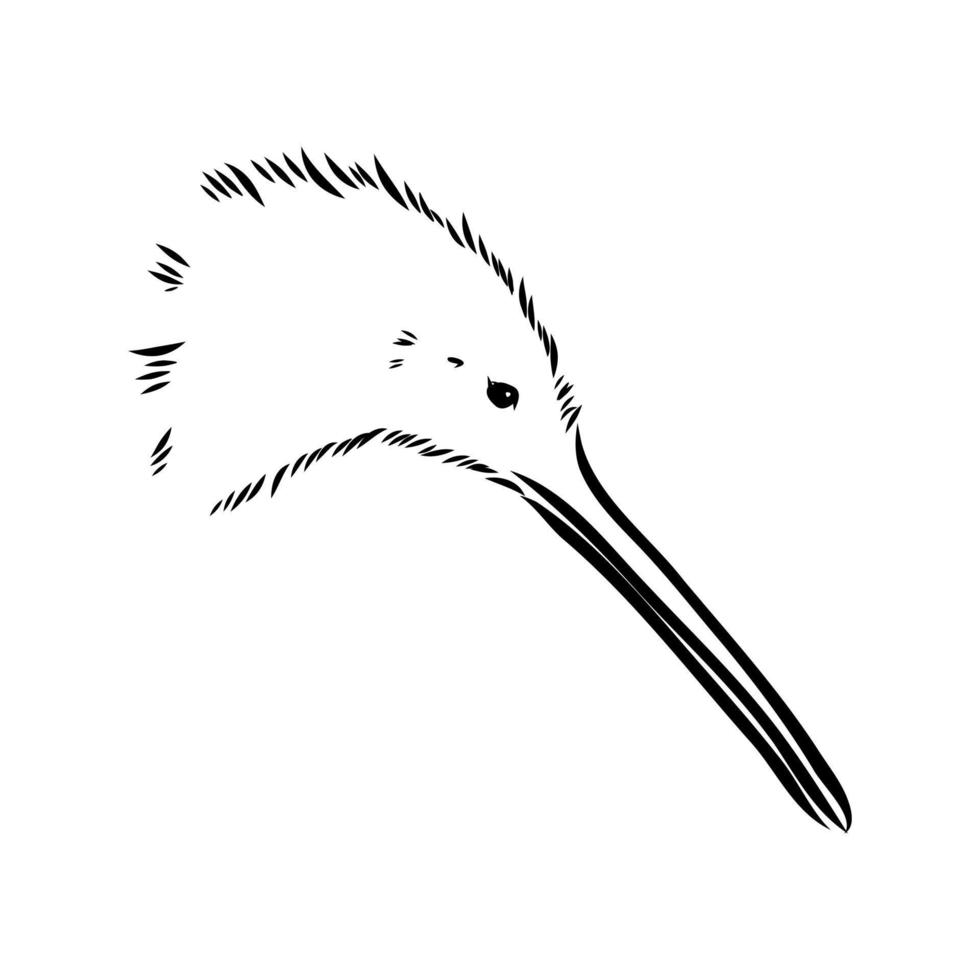 bosquejo del vector del pájaro del kiwi