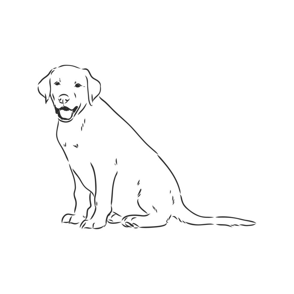 labrador vector sketch