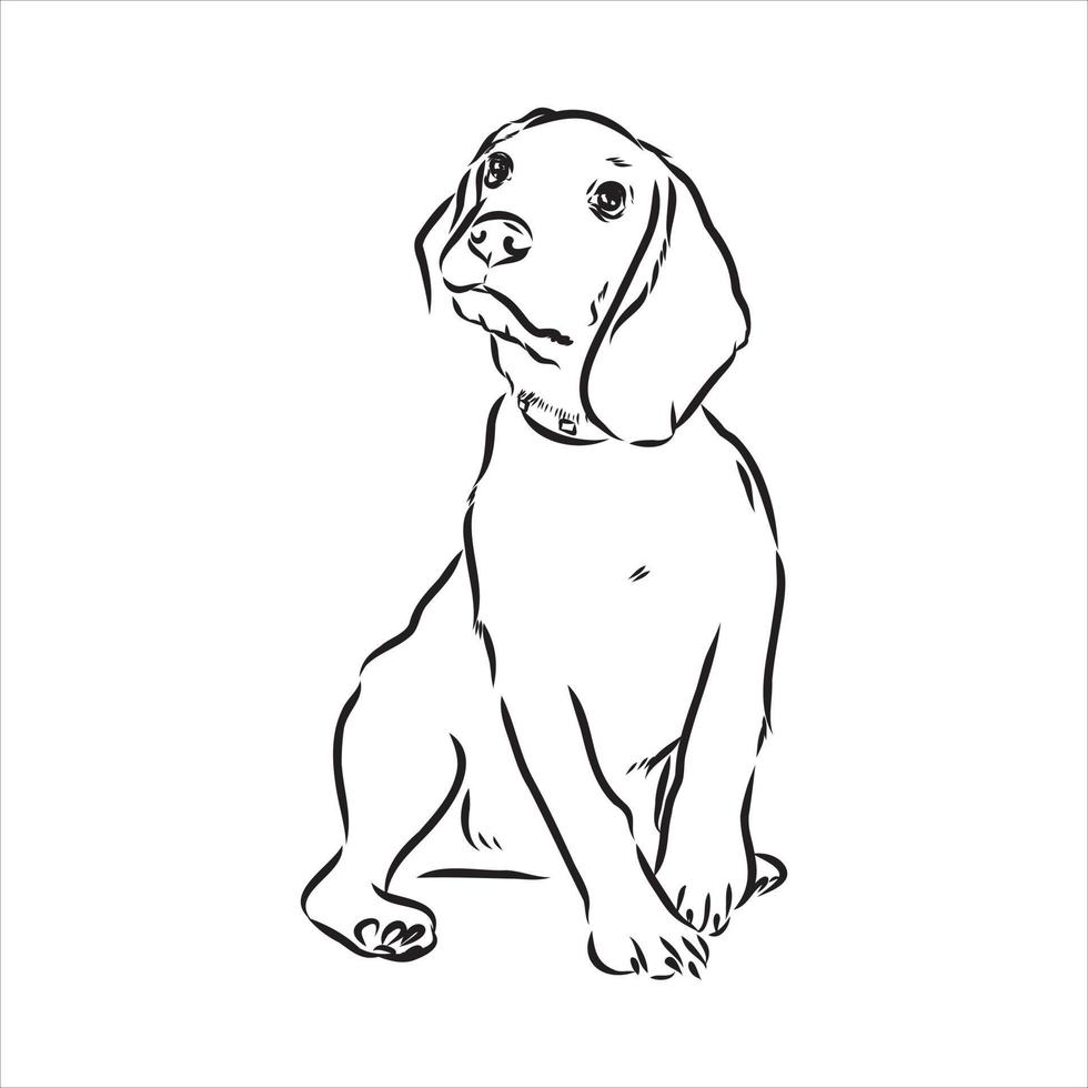 beagle dog vector sketch