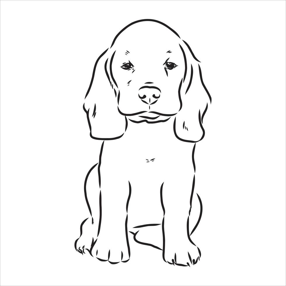 dibujo vectorial de perro beagle vector