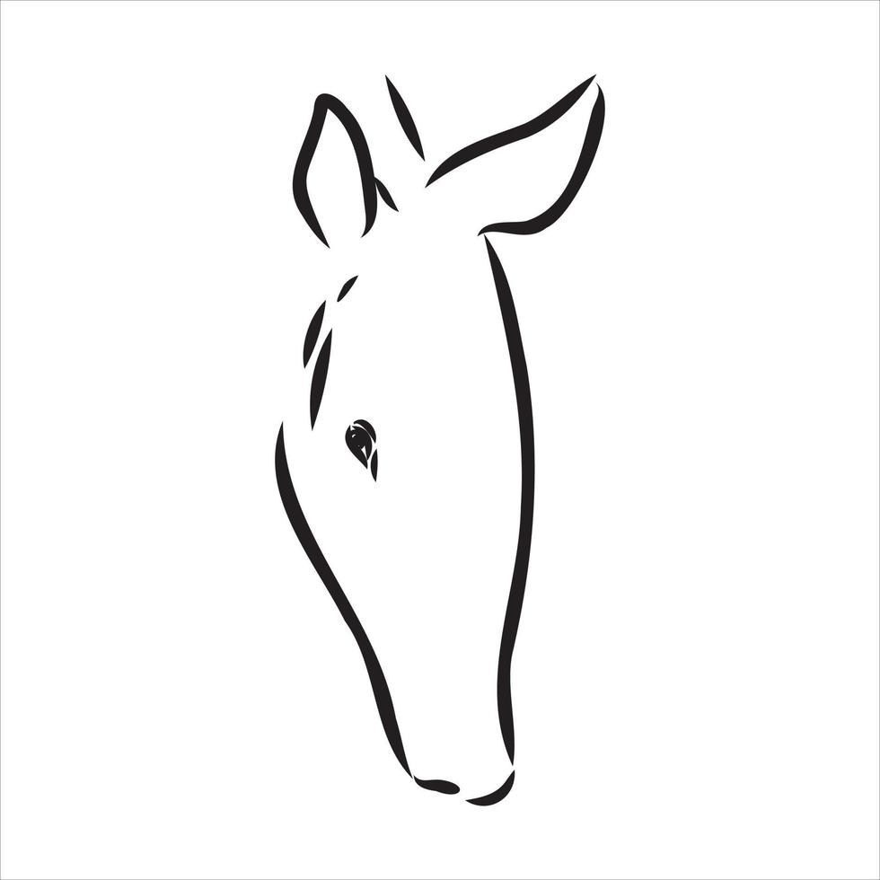 armadillo animal vector sketch