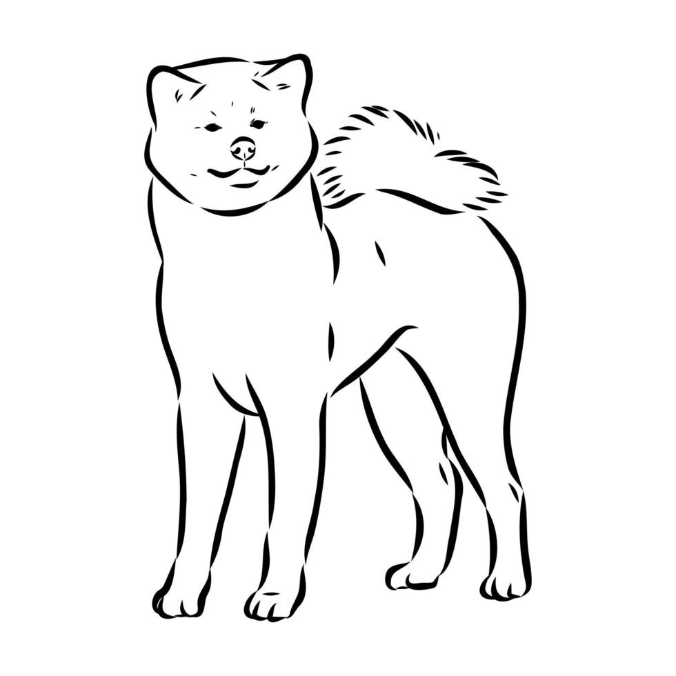 akita inu dog vector sketch