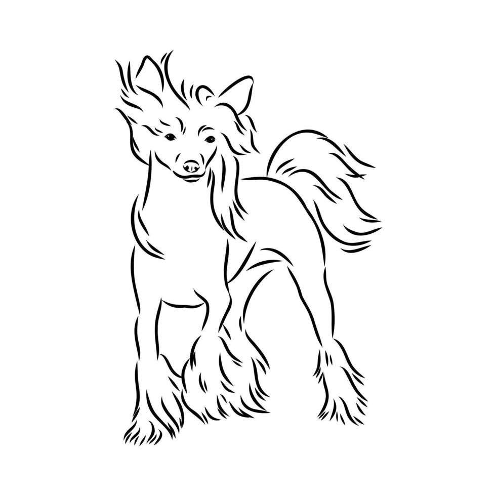 chinese crested dog vector sketch