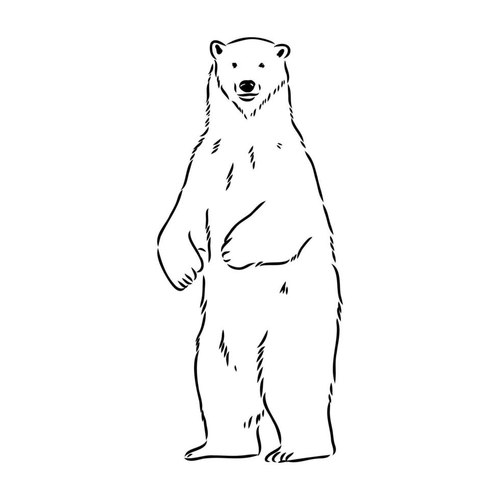 bosquejo del vector del oso polar