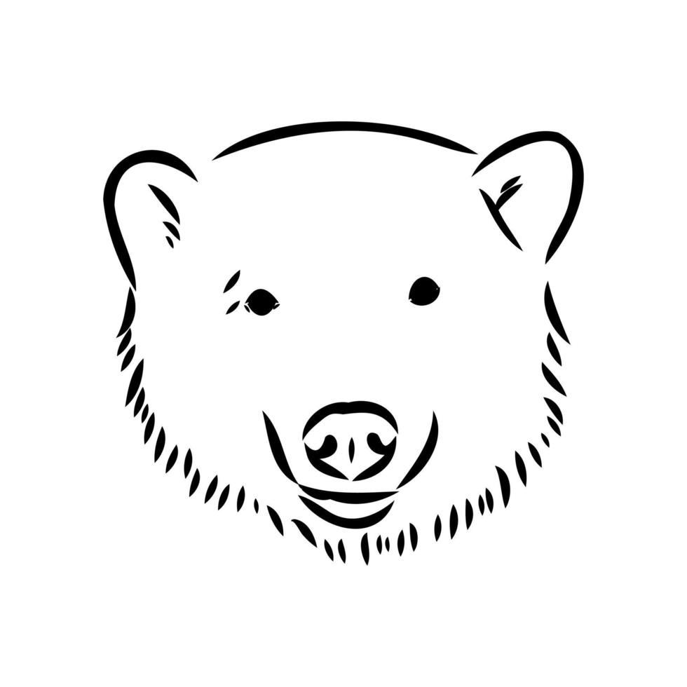 polar bear vector sketch