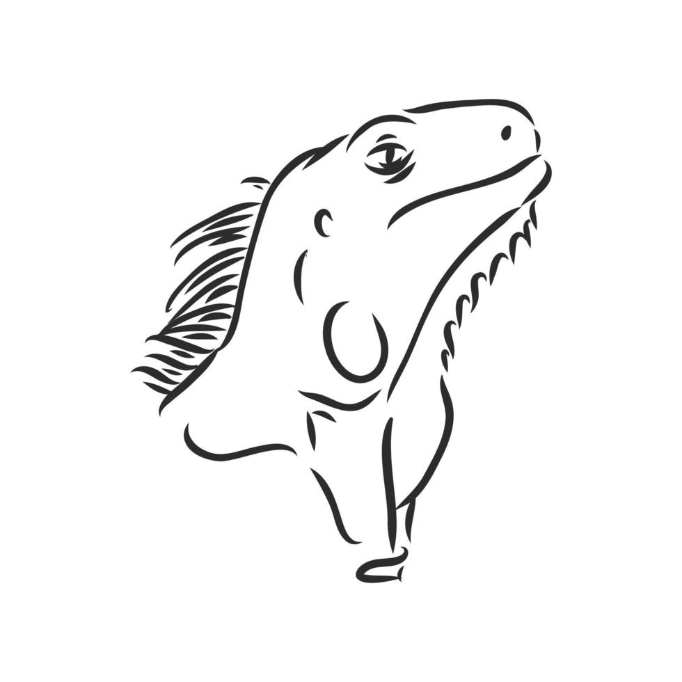 iguana vector sketch