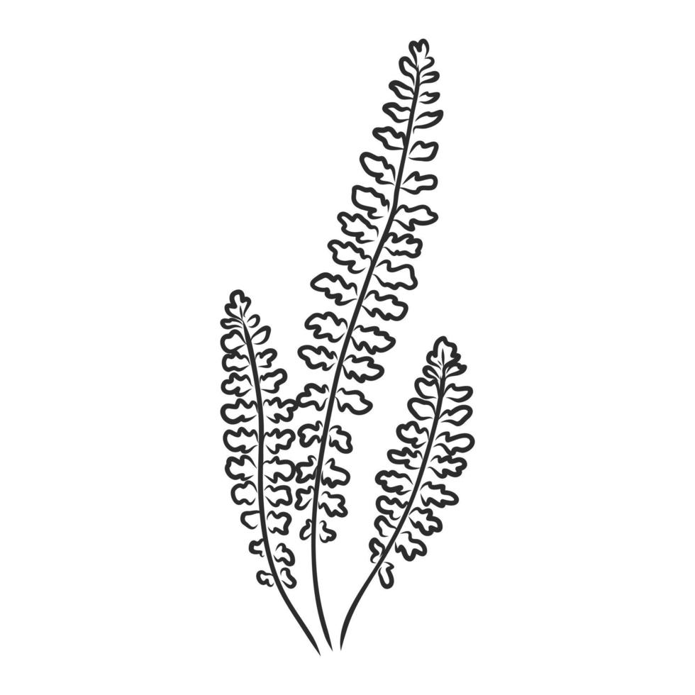 fern leaf vector sketch