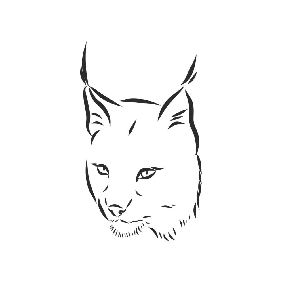 lynx vector sketch