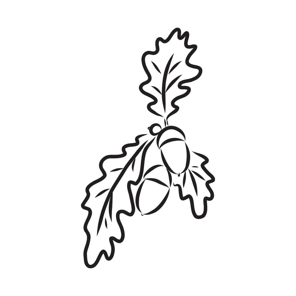 acorn vector sketch