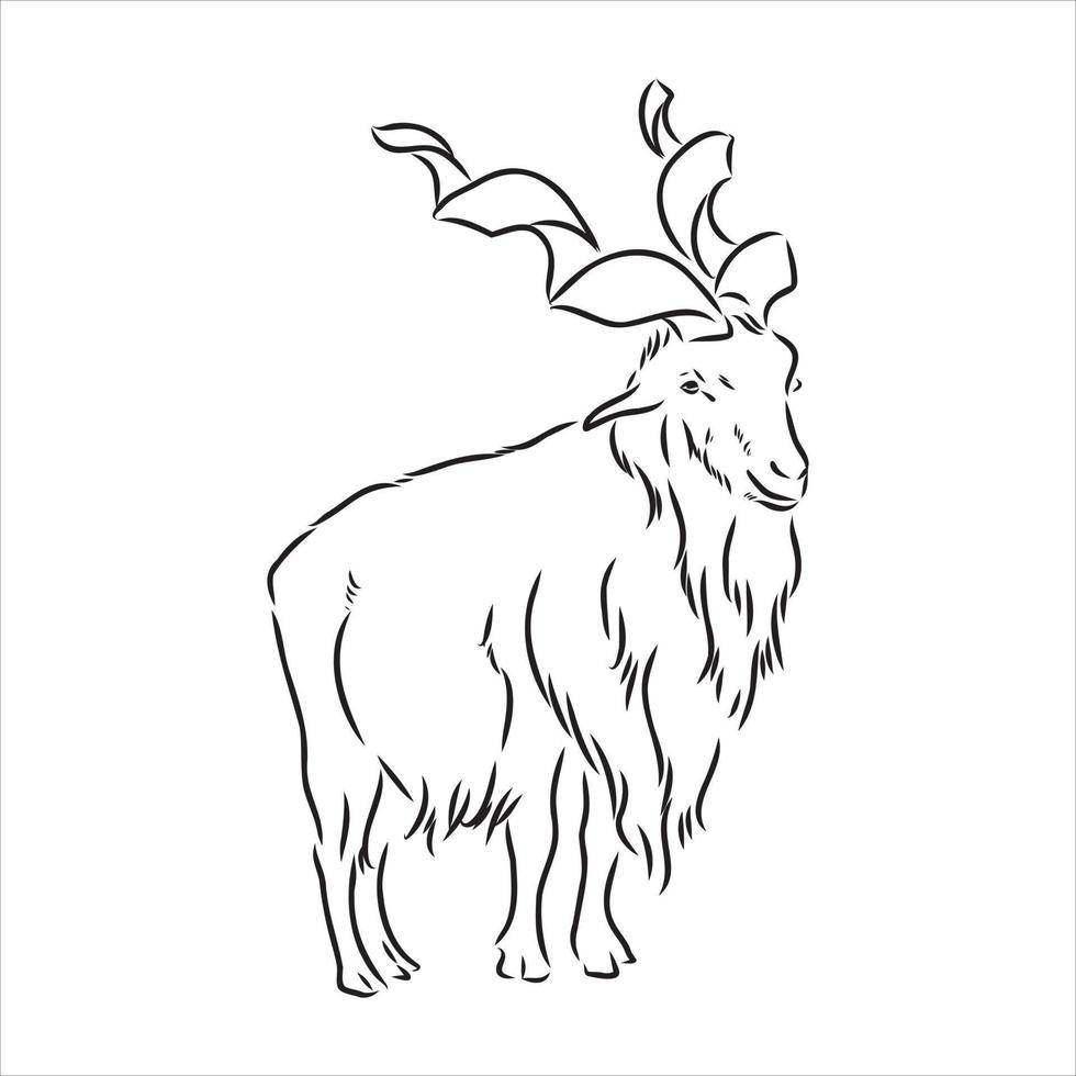 mountain goat vector sketch