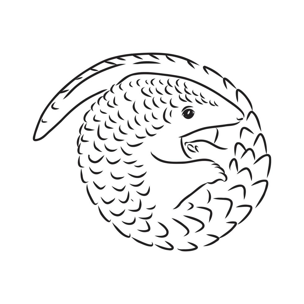pangolin vector sketch