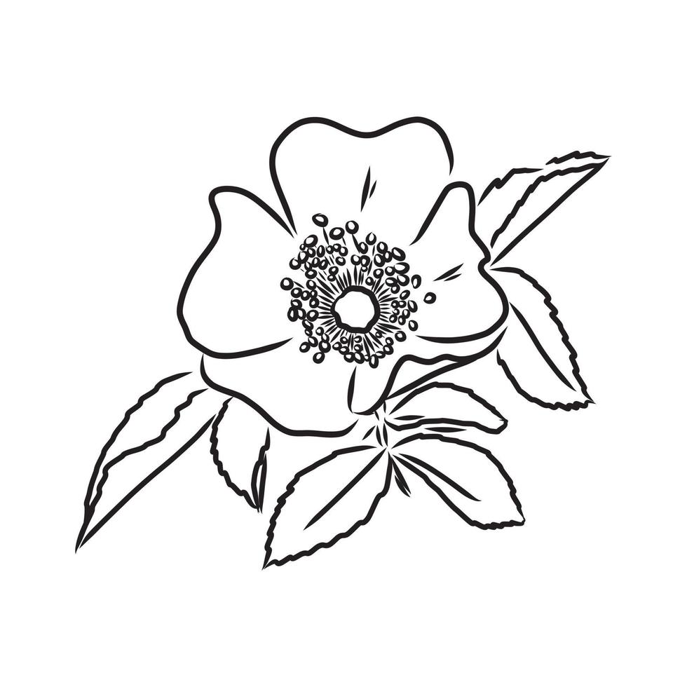 rosehip vector sketch