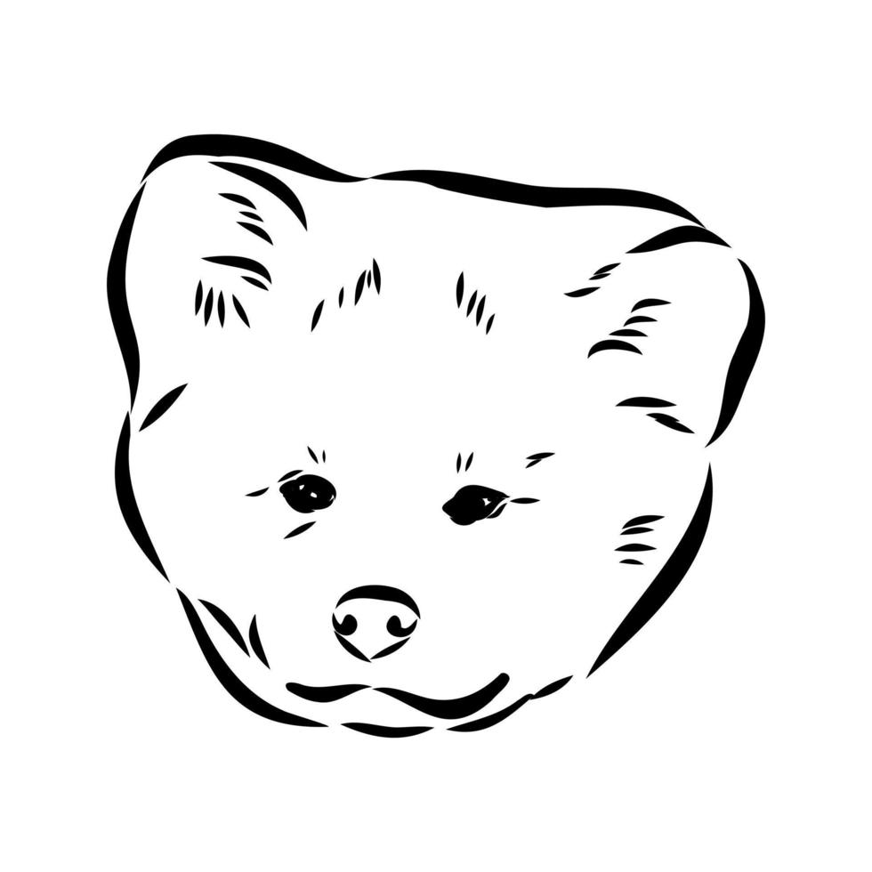 akita inu dog vector sketch