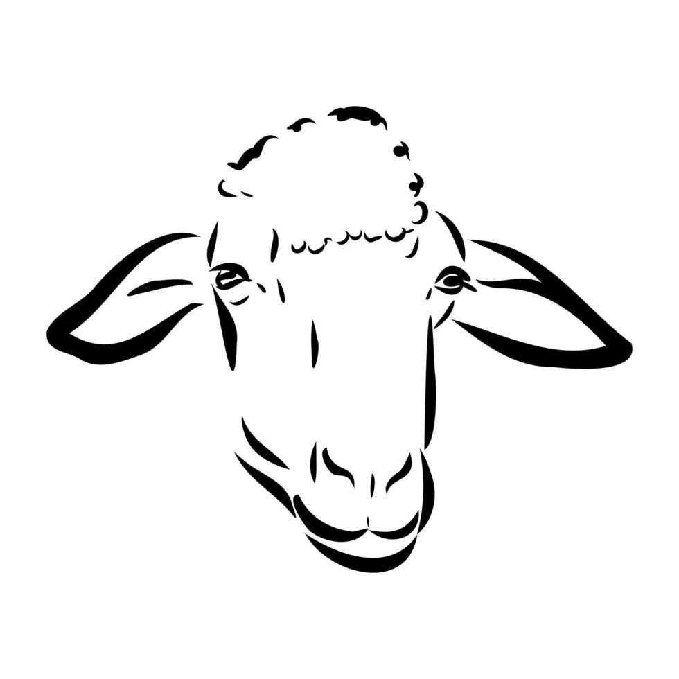 sheep vector sketch