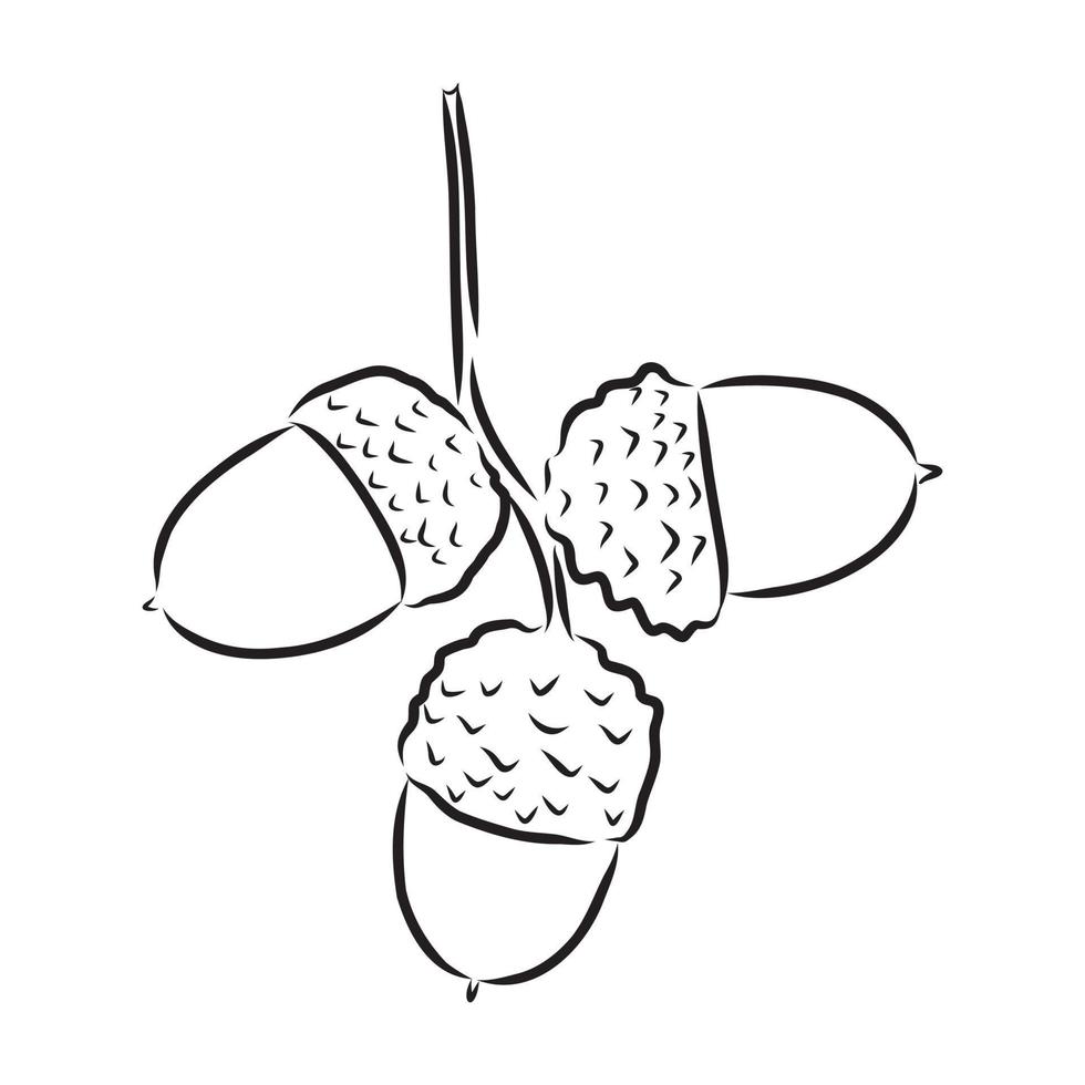 acorn vector sketch