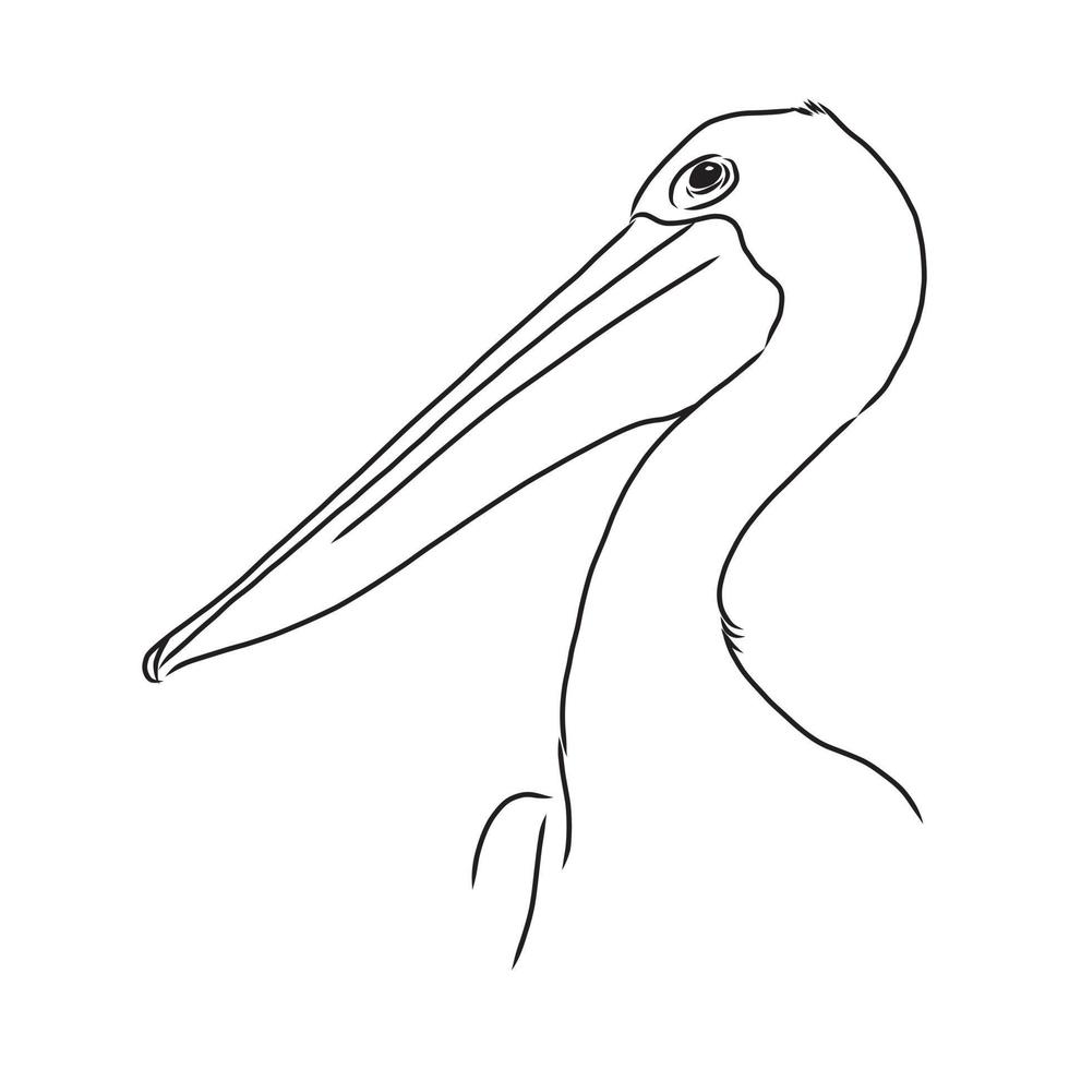 pelican vector sketch