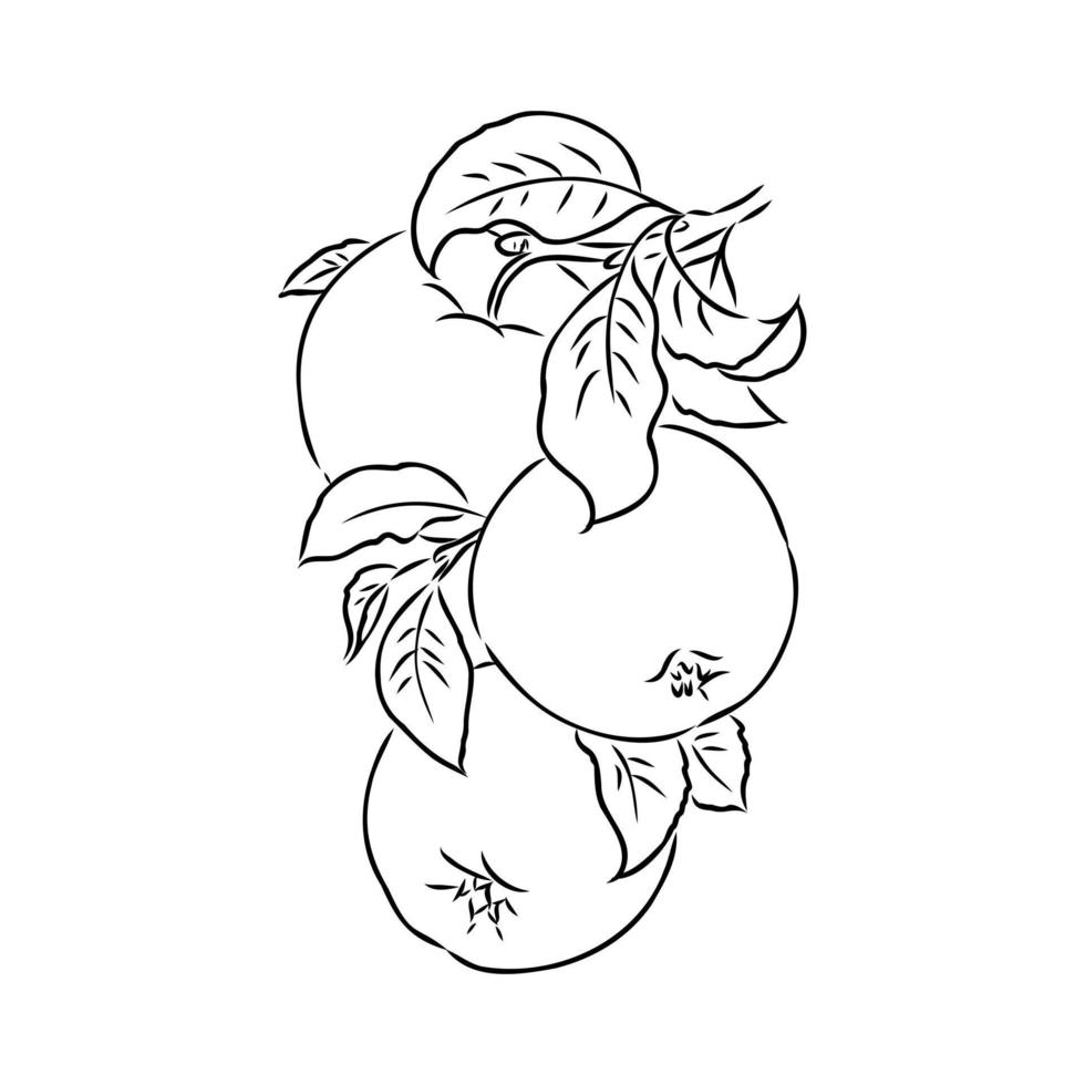 apple vector sketch