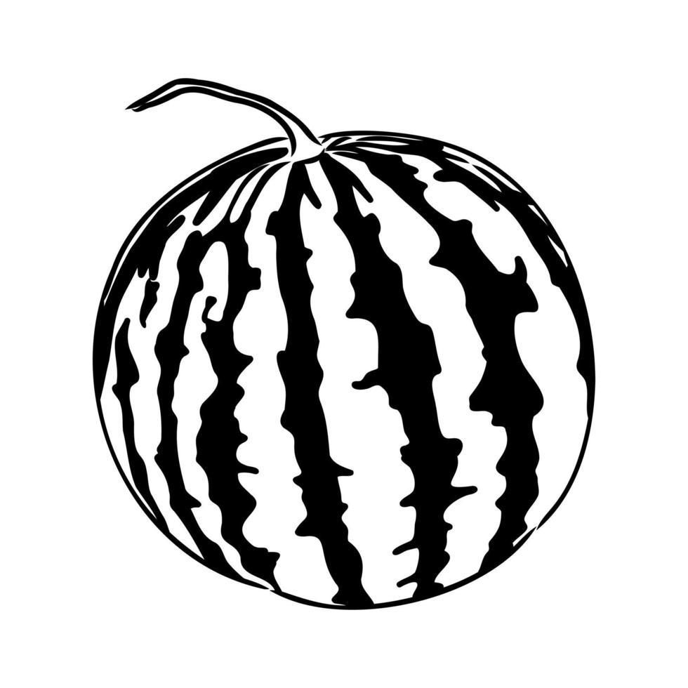 watermelon vector sketch