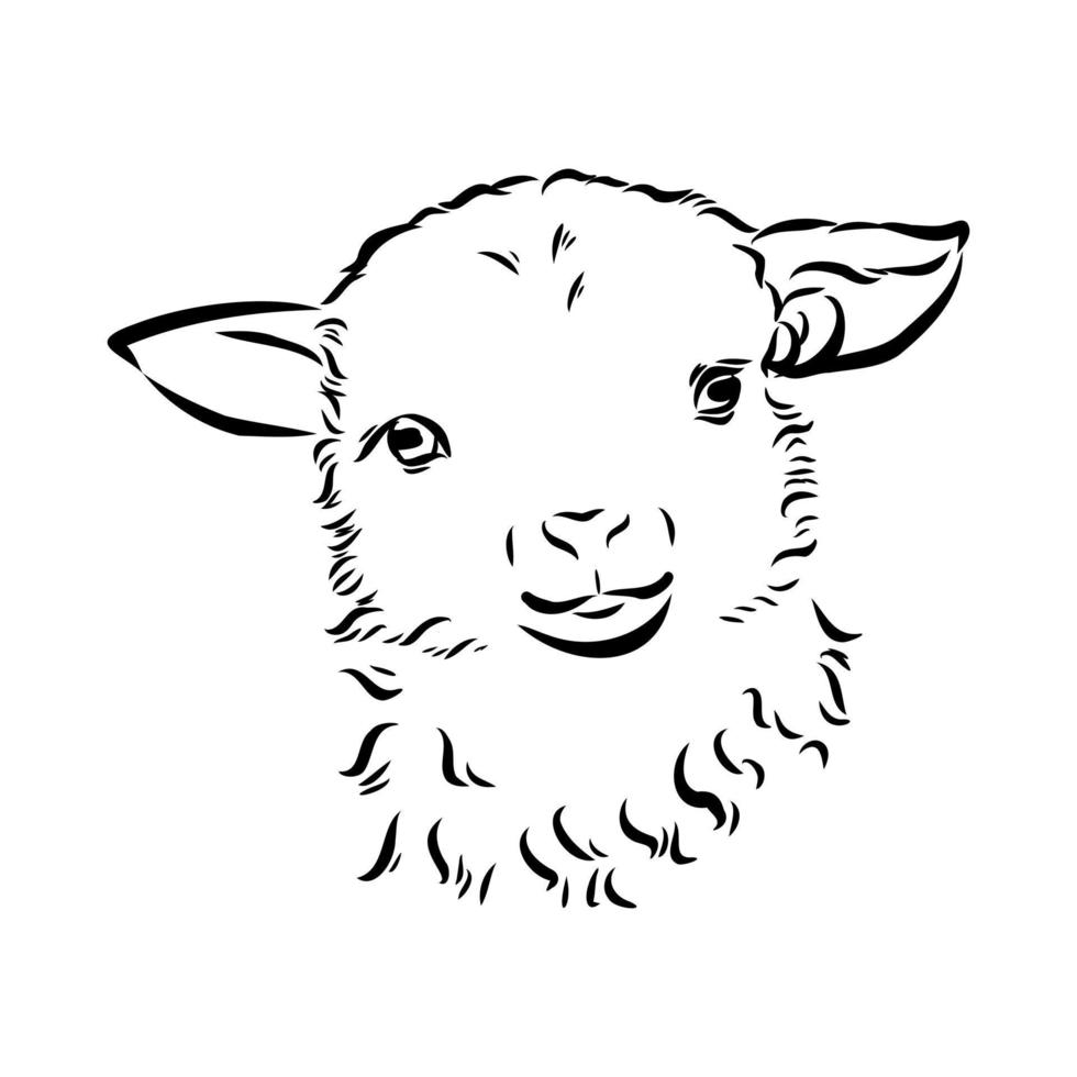 sheep vector sketch