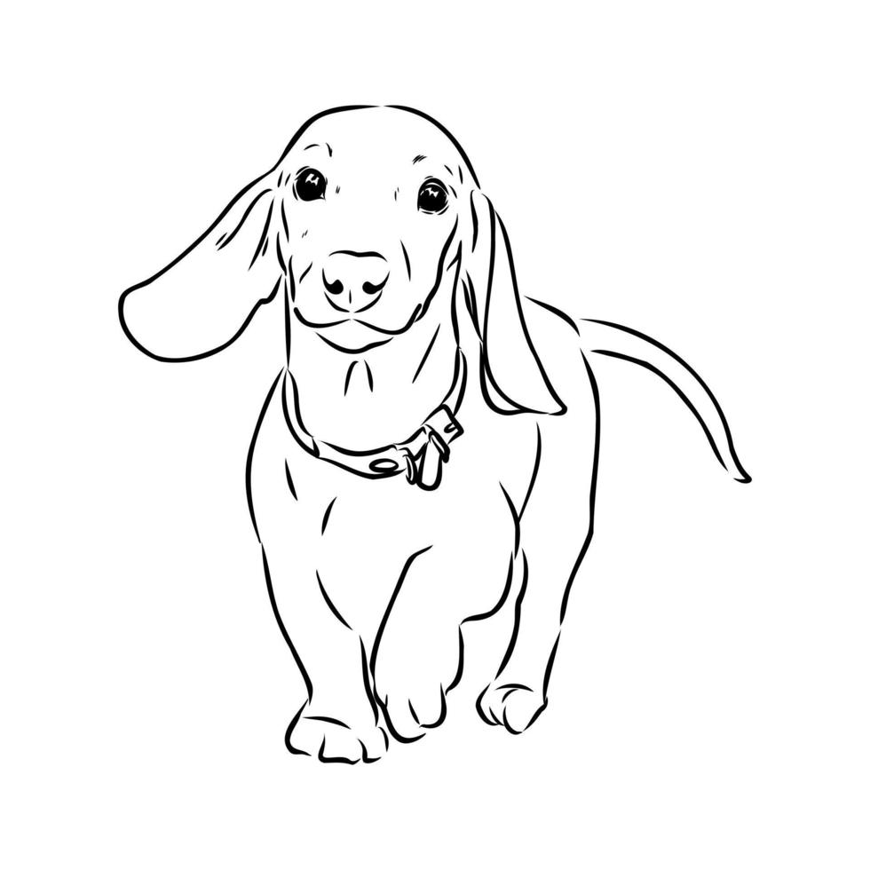 dachshund vector sketch