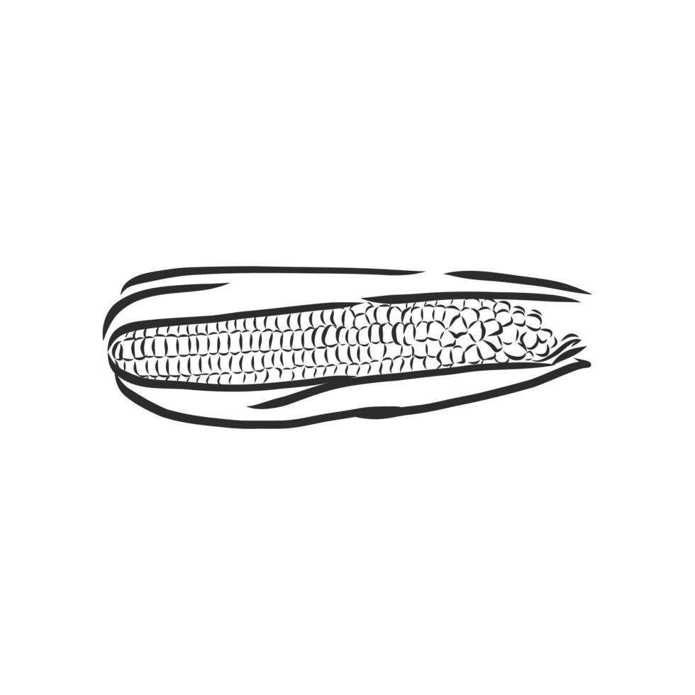 corn vector sketch