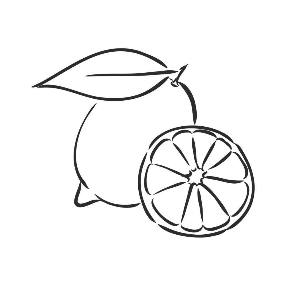 dibujo vectorial de limón vector