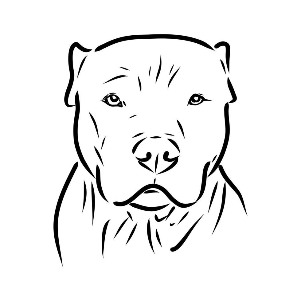 pit bull terrier vector sketch